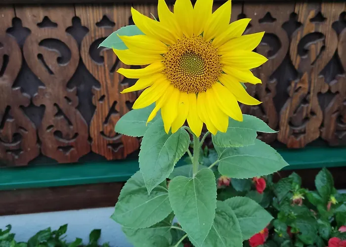 Gaiswinkler 公寓 格伦德尔湖